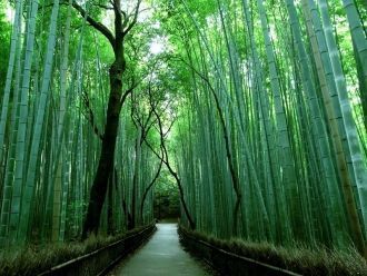 Бамбуковая роща Сагано в Киото. Япония.