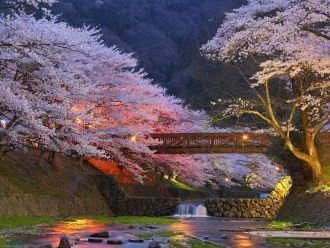 Вишневые деревья в Киото, Япония.