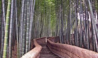Бамбуковая роща и коридор в Киото, Япони