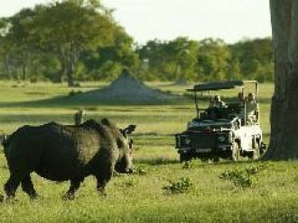 Увидеть носорога в Хванге – редкая удача