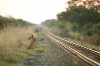 Львица и железнодорожная ветка в национа
