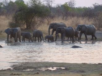 Слоны передвигаются группами, довольно м