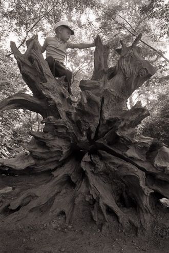 Корень упавшего дерева в Шервудском лесу