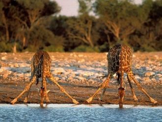 Жирафы пьют воду в Национальном парке Ка