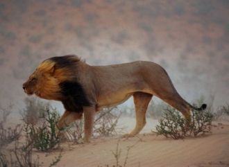 Лев в Национальном парке Калахари-Гемсбо