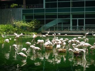 Имеется в парке озеро фламинго, которое 