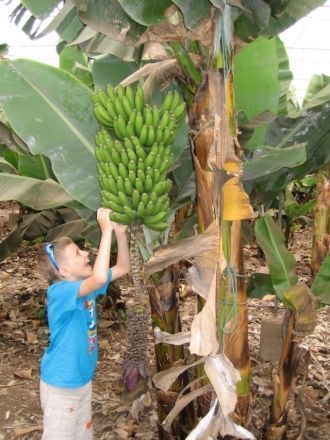 Банановые плантации по дороге в Экзотиче
