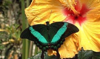 Бабочка в Экзотическом парке (Парк бабоч