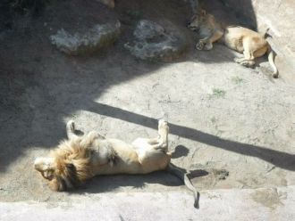 Лев и львица нежатся на солнце в парке 