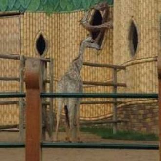 Жираф в парке 