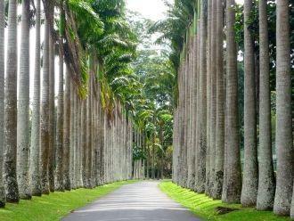 Пальмовая роща, где высажены 175 видов п