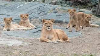 Зоопарк Бронкса стал первым в США отказа