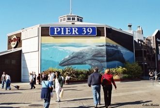 Аквариум Пирса 39 открыт 364 дня в году.