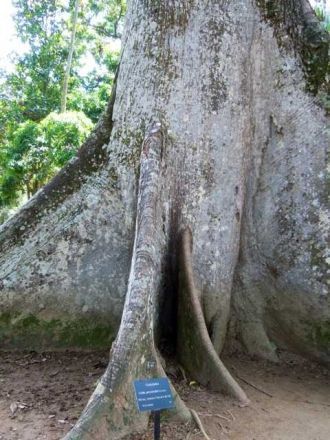 Это дерево амазонские индейцы используют