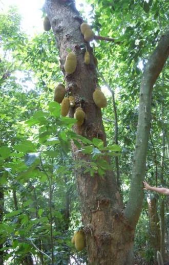 Хлебное дерево (лат. Artocarpus altilis)