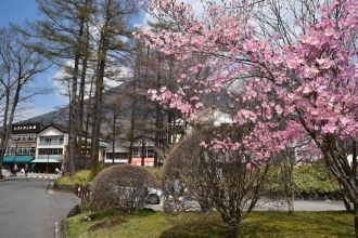 Цветение сакуры в регионе Канто приходит
