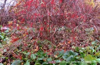 Декоративная рябина («Sorbus intermedia 