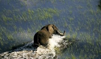 Встречаются значительные поселения слоно