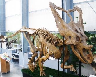 Скелет динозавра, найденный на территори