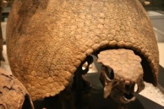 Один из экспонатов Тиррелловского палеон