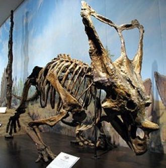 Скелет хасмозавра, найденный на месте па