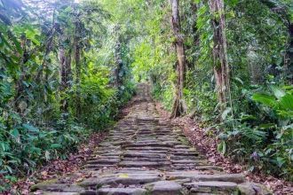 Каменная лестница в джунглях на Сьюдад П