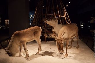 Музей Арктикум. Самым важным животным дл