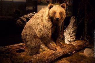 Музей Арктикум. Медведь — важный элемент