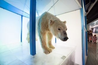 Музей Арктикум. Настоящий король Арктики