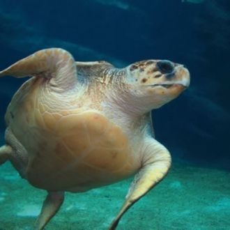 Морская черепаха. Национальный парк Хара