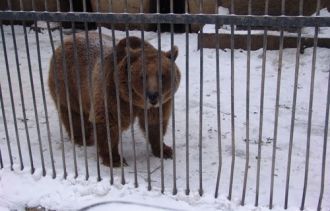 Бакинский зоопарк зимой