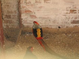 Стеснительный фазан в зоопарке Таганрога