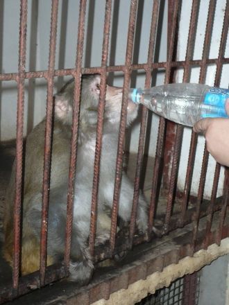 Обезьяна пьет воду в зоопарке Таганрога.