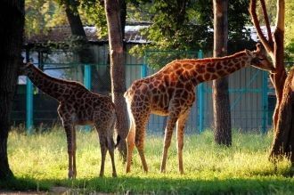 Жирафы в Алматинском зоопарке.