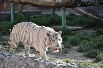 Белый тигр в Алматинском зоопарке.