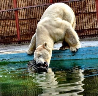 Белый медведь в Алматинском зоопарке.