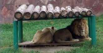 Лев с львицой в Алматинском зоопарке.