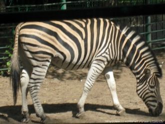 Зебра в Алматинском зоопарке.