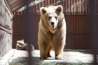 Бурый медведь в Алматинском зоопарке.