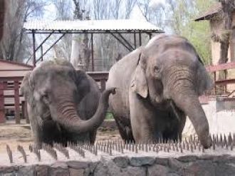 Слоны в Алматинском зоопарке.