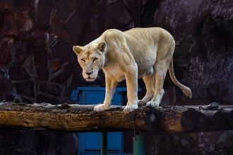 Львица в Алматинском зоопарке.