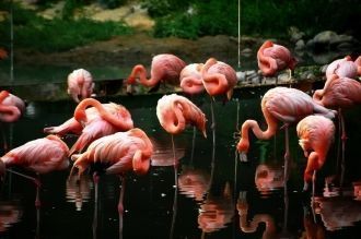 Розовые фламинго в Алматинском зоопарке.