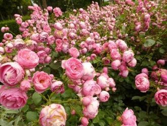 Цветущая аллея с розами