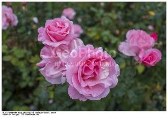 Розы в саду Берна