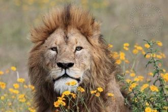 Заповедник Нгоронгоро, лев, царь зверей.