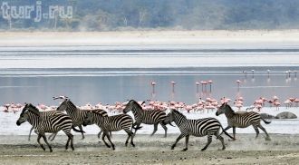 Заповедник Нгоронгоро, зебры на водопои.