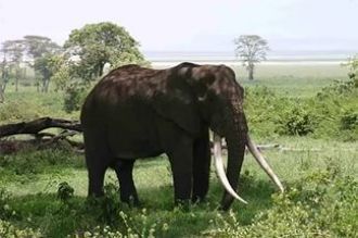 Заповедник Нгоронгоро, слоны.
