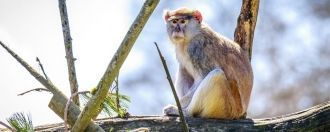 Задумчивая обезьяна в Национальном парке