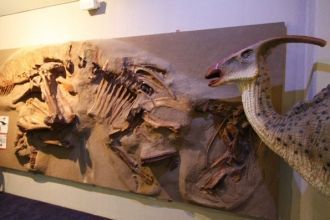 Окаменелые скелеты динозавра.