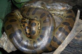 Анаконды – крупнейшие змеи на планете, и